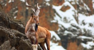 Pakistan's national animal Markhor