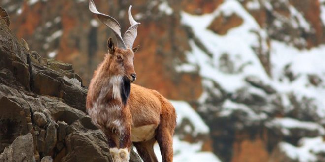 Pakistan's national animal Markhor