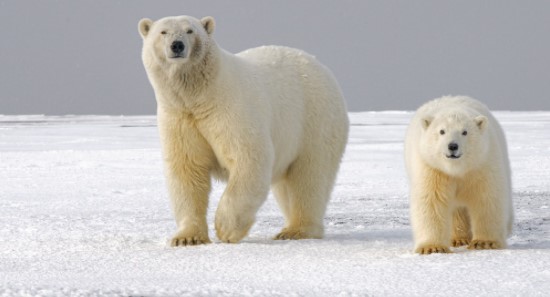 Polar Bears near extinction