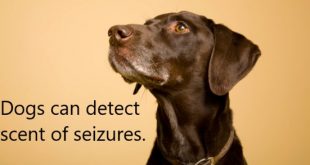 Dogs can detect scent of seizures