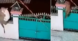 Leopard broke into house and took away pet dog in India