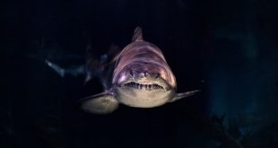 Sydney beaches closed after fatal shark attack