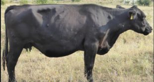 Lumpy Skin Disease in Pakistan