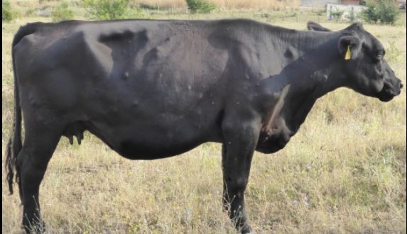 Lumpy Skin Disease in Pakistan