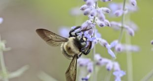 Pollen - Seasonal Allergy from disease to recovery