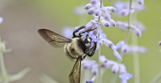Pollen - Seasonal Allergy from disease to recovery