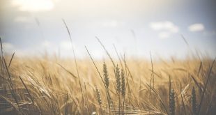 World food price up in the wake of Russia Ukraine war