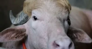 White buffalo with golden hair nicknamed 'Donald Trump' spared from Eid sacrifice and transferred to Dhaka National Zoo