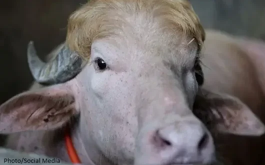 White buffalo with golden hair nicknamed 'Donald Trump' spared from Eid sacrifice and transferred to Dhaka National Zoo
