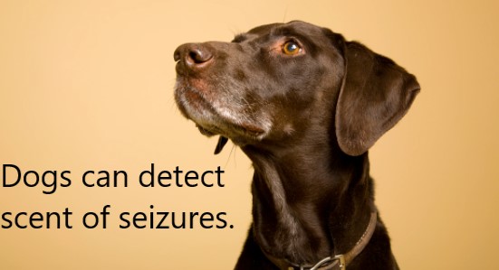 Dogs can detect scent of seizures