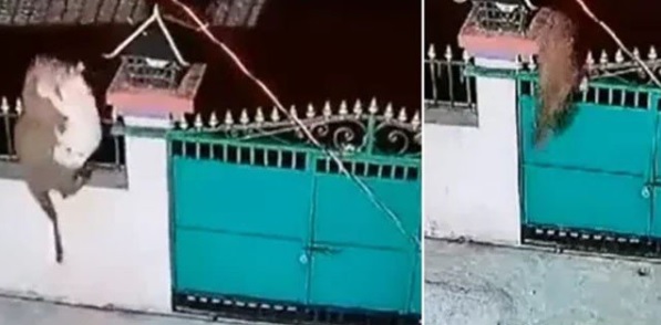 Leopard hunt pet dog in India