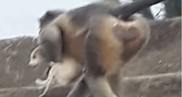 Monkeys attacking dogs in India