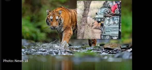 Tiger kills dog in India