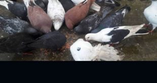 Pigeon meet demand rises in KSA