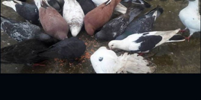 Pigeon meet demand rises in KSA
