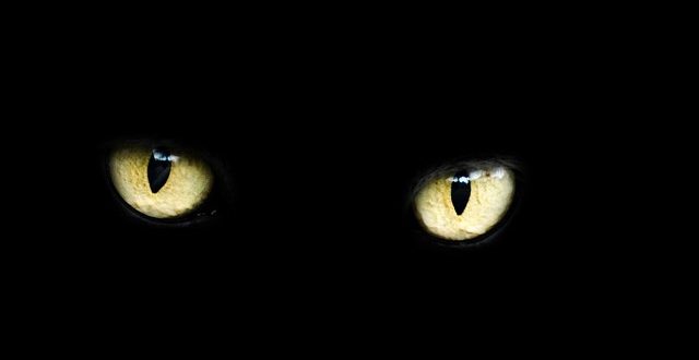 Superstitions associated with black cats