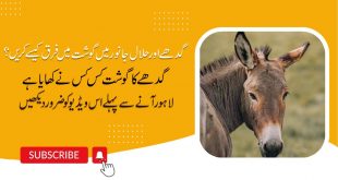Donkey and Halal meat difference