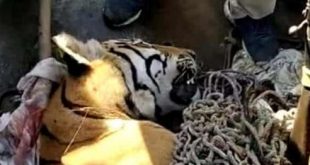 man eater tiger killed in Bihar, India