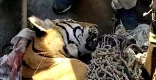 man eater tiger killed in Bihar, India
