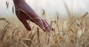 Drop in Pakistan crops output